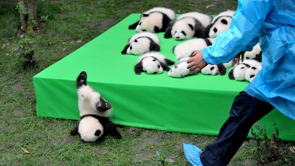 Научно-исследовательская база Чэнду по разведению гигантских панд в провинции Сычуань, Китай - Sputnik Кыргызстан
