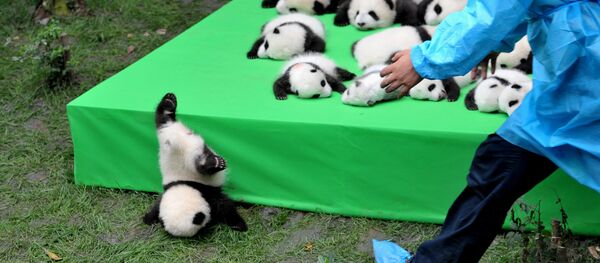 Научно-исследовательская база Чэнду по разведению гигантских панд в провинции Сычуань, Китай - Sputnik Кыргызстан