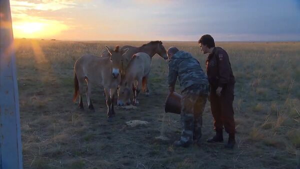 Путин покормил лошадей Пржевальского в заповеднике под Оренбургом - Sputnik Кыргызстан