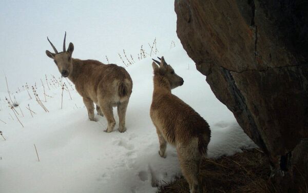Также фотоловушки в Шамшы зафиксировали горных козлов, диких кабанов и лису. - Sputnik Кыргызстан