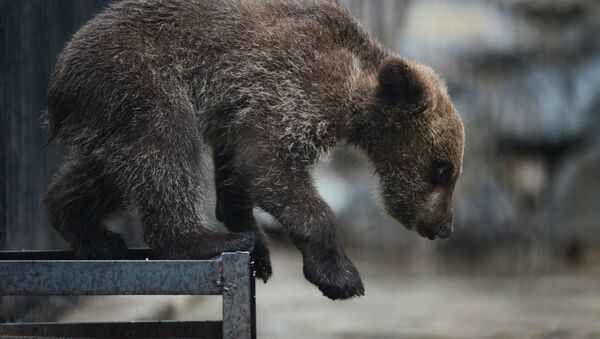 Архивное фотомедвежонка, детеныша бурого медведя - Sputnik Кыргызстан