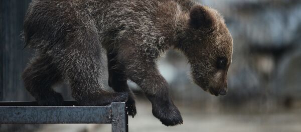 Архивное фотомедвежонка, детеныша бурого медведя Архивное фотомедвежонка, детеныша бурого медведя - Sputnik Кыргызстан