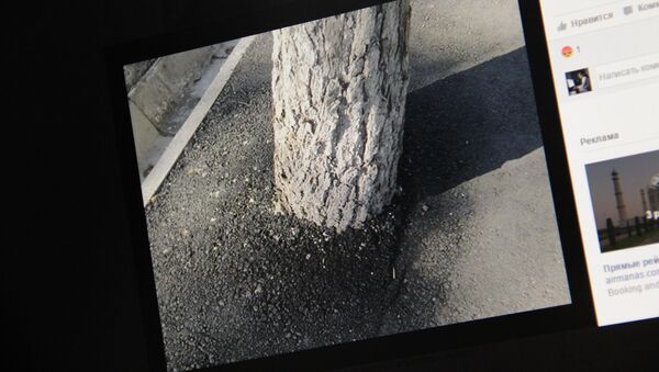 Снимок с социальной сети Facebook пользователя Александра Никсдорфа. Дерево на пересечении улиц Шопокова и Киевской закатали в асфальт - Sputnik Кыргызстан