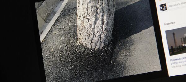 Снимок с социальной сети Facebook пользователя Александра Никсдорфа. Дерево на пересечении улиц Шопокова и Киевской закатали в асфальт - Sputnik Кыргызстан