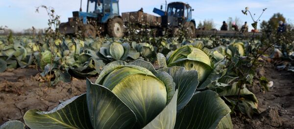Уборка капусты в Новосибирской области - Sputnik Кыргызстан