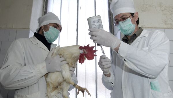 Ветеринары делают вакцинацию кур, архивное фото - Sputnik Кыргызстан
