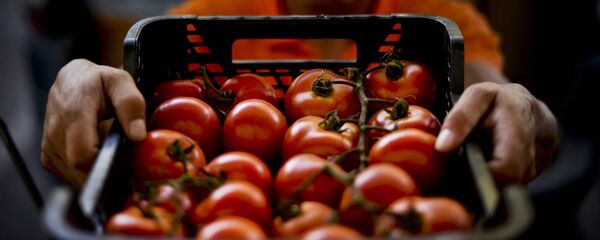 Урожай помидоров - Sputnik Кыргызстан