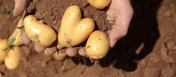 Урожай картофеля. Архивное фото - Sputnik Кыргызстан