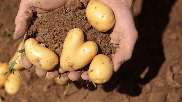 Архивное фото фермера, который держит на ладони картошку в форме сердца - Sputnik Кыргызстан