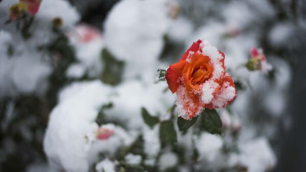 Снег на ветвях розы. Архивное фото - Sputnik Кыргызстан