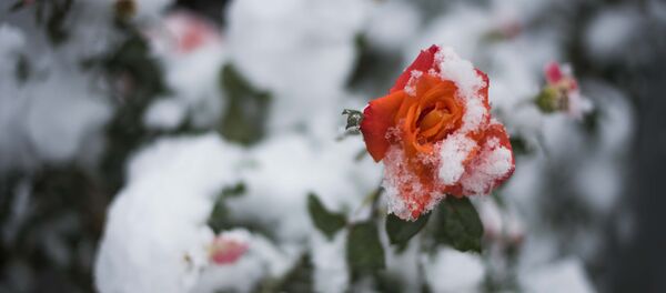 Осенний снег в Бишкеке - Sputnik Кыргызстан