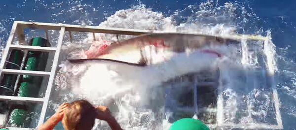 Белая акула проломила клетку, где находился дайвер - Sputnik Кыргызстан