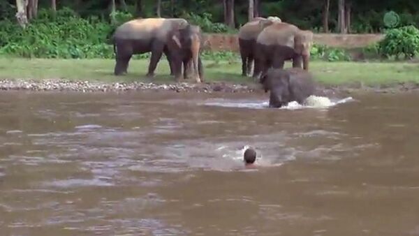 Как слоненок спас тонущего человека в Таиланде - Sputnik Кыргызстан