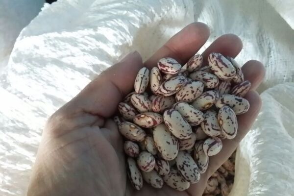 Анын айтымына караганда, учурда тазаланган жана тазаланбаган төө буурчактар ар кандай баада алынып жатат. - Sputnik Кыргызстан