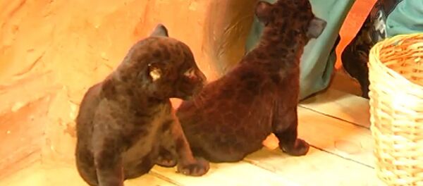 Первое появление на публике детенышей черного ягуара из зоопарка Лимпопо - Sputnik Кыргызстан