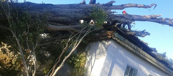 Последствия сильного ветра в селе Сары-Камыш под городом Балыкчи Иссык-Кульской области - Sputnik Кыргызстан