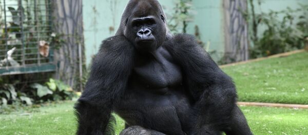 Горилла в зоопарке во Франции. Архивное фото - Sputnik Кыргызстан