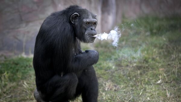 Шимпанзе по кличке Азалия который курит сигареты в зоопарке в Северной Корее - Sputnik Кыргызстан