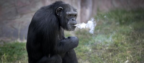 Шимпанзе по кличке Азалия который курит сигареты в зоопарке в Северной Корее - Sputnik Кыргызстан