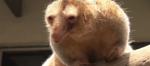 Самого старого карликового муравьеда показали в зоопарке Лимы - Sputnik Кыргызстан