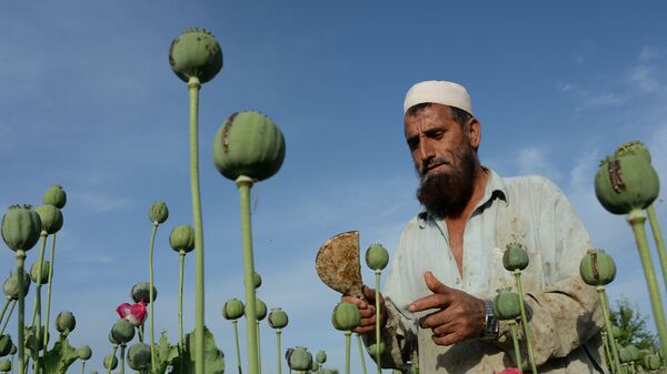 Афганский крестьянин разрезает опийный мак. Архивное фото - Sputnik Кыргызстан