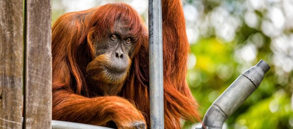 Орангутанг в зоопарке. Архивное фото - Sputnik Кыргызстан