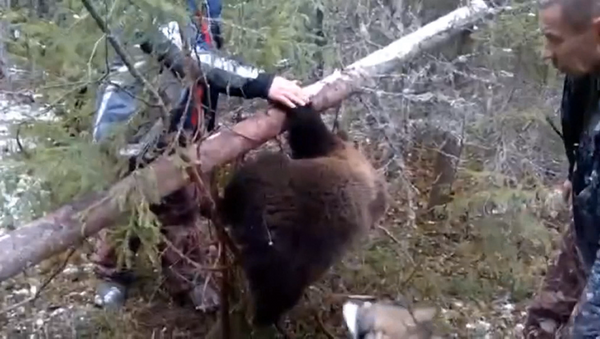 Охотники вызволили медвежонка из браконьерской ловушки под Архангельском - Sputnik Кыргызстан