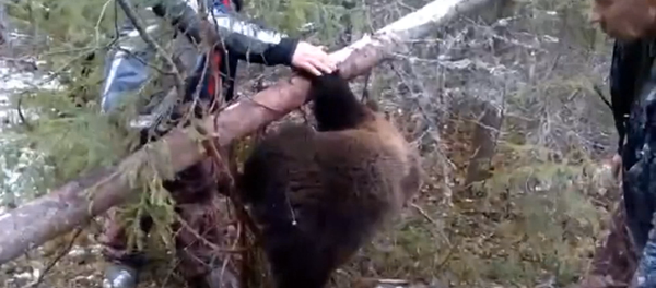 Охотники вызволили медвежонка из браконьерской ловушки под Архангельском - Sputnik Кыргызстан
