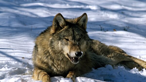 Волк. Архивное фото - Sputnik Кыргызстан