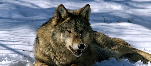 Карышкыр. Архив - Sputnik Кыргызстан