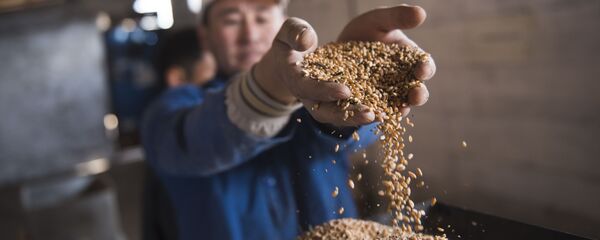 Буудай. Архив - Sputnik Кыргызстан