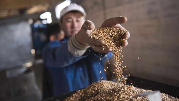 Мужчина рассеивает зерна пшеницы. Архивное фото - Sputnik Кыргызстан