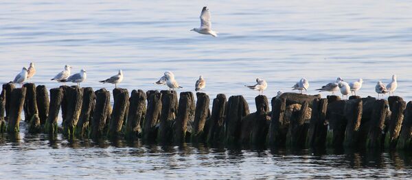 Летний отдых на Балтийском море - Sputnik Кыргызстан
