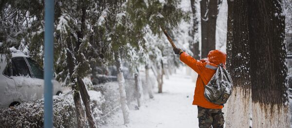 Мужчина вытряхивает снег с деревьев в Бишкеке. Архивное фото - Sputnik Кыргызстан