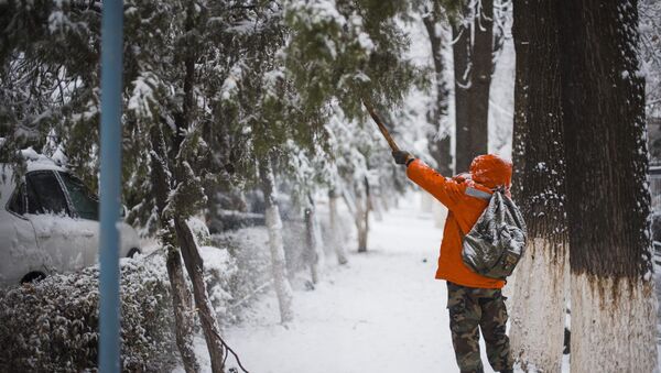 Сотрудник муниципального предприятия вытряхивает снег с деревьев в Бишкеке - Sputnik Кыргызстан
