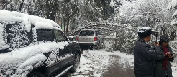 Падение деревьев из за мокрого снега в Бишкеке - Sputnik Кыргызстан