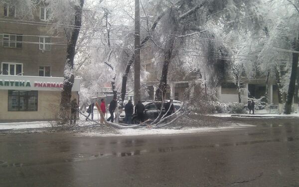 Упавшее на автомобиль дерево на пересечении улиц Киевской и Фучика - Sputnik Кыргызстан
