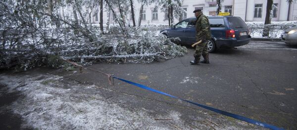 Упавшее дерево на проезжую часть проспекта Эркиндик - Sputnik Кыргызстан