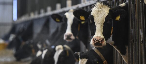 Коровы на фермерском хозяйстве. Архивное фото - Sputnik Кыргызстан