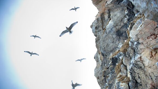 Стая птиц на побережье Арктики. Архивное фото - Sputnik Кыргызстан