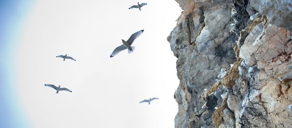 Стая птиц на побережье Арктики. Архивное фото - Sputnik Кыргызстан