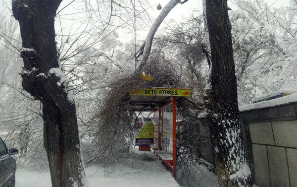 На остановку по улице Фучика (пересекает проспект Чуй) упало дерево - Sputnik Кыргызстан