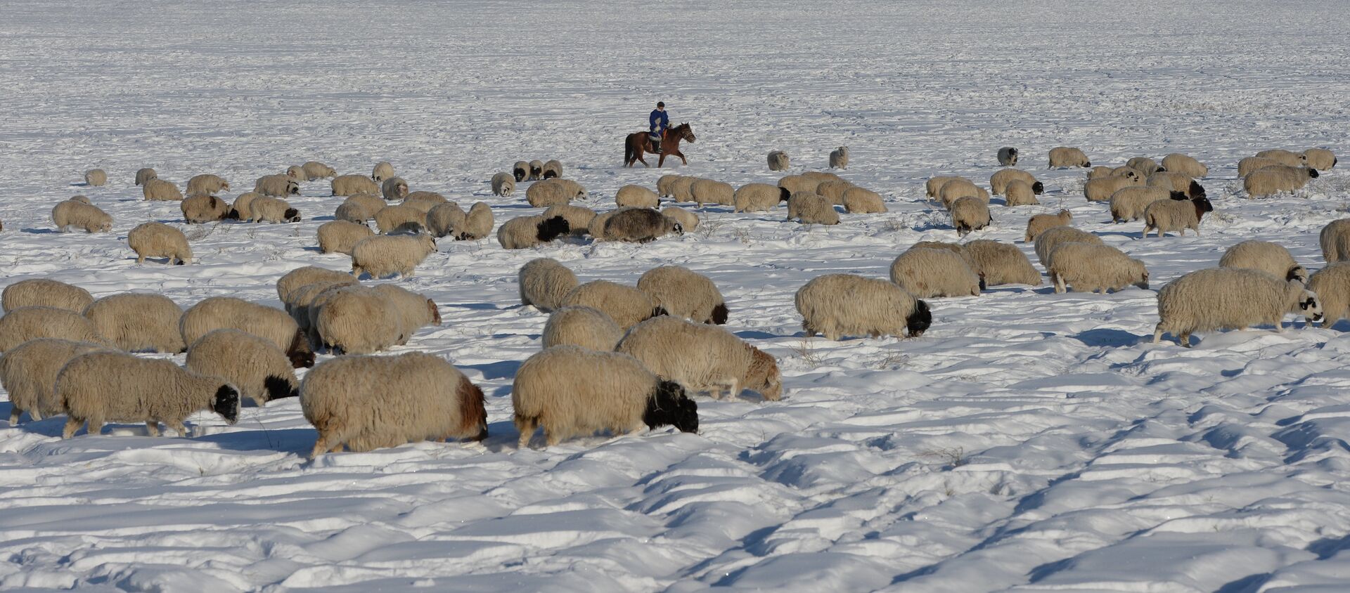 Чабан пасет овец в поле. Архивное фото - Sputnik Кыргызстан, 1920, 05.04.2021