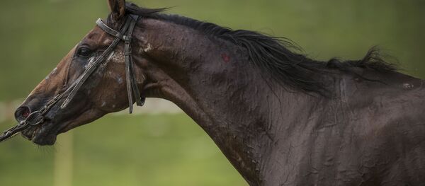 Лошадь. Архивное фото - Sputnik Кыргызстан