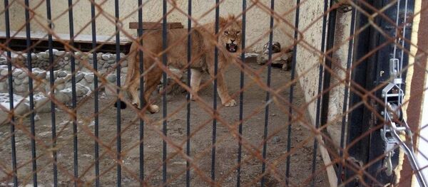 Каракол зоопаркындагы арстан. Архив - Sputnik Кыргызстан