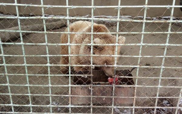 Чиновников призвали перечислить часть их заработной платы на покупку корма для животных единственного в Кыргызстане зоопарка, расположенного в Караколе - Sputnik Кыргызстан