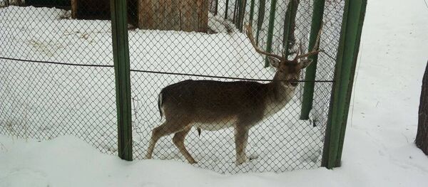 Деятельность зоопарка Каракола Деятельность зоопарка Каракола - Sputnik Кыргызстан