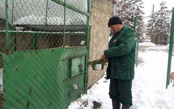 Ранее директор зоопарка Салтанат Сеитова сообщила, что Государственное агентство охраны окружающей среды и лесного хозяйства прекратило финансирование, поэтому сотрудники отдали месячную зарплату, чтобы прокормить животных - Sputnik Кыргызстан