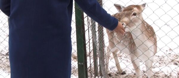Глава каракольского зоопарка: денег нет — страдают животные и сотрудники - Sputnik Кыргызстан