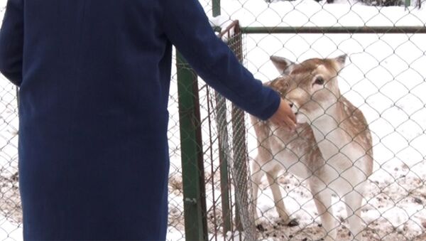 Глава каракольского зоопарка: денег нет — страдают животные и сотрудники - Sputnik Кыргызстан